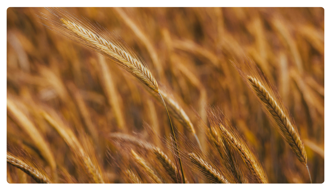 Nowe odkrycia naukowe wyjaśniają nadwrażliwość na gluten
